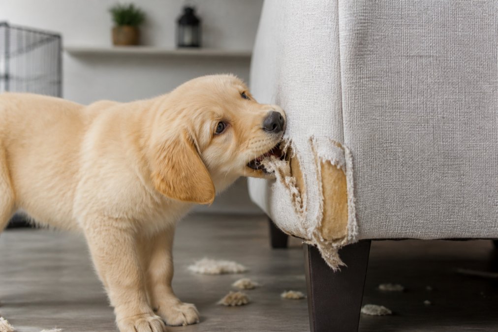 How to Stop Puppy Chewing Furniture: A Complete Guide