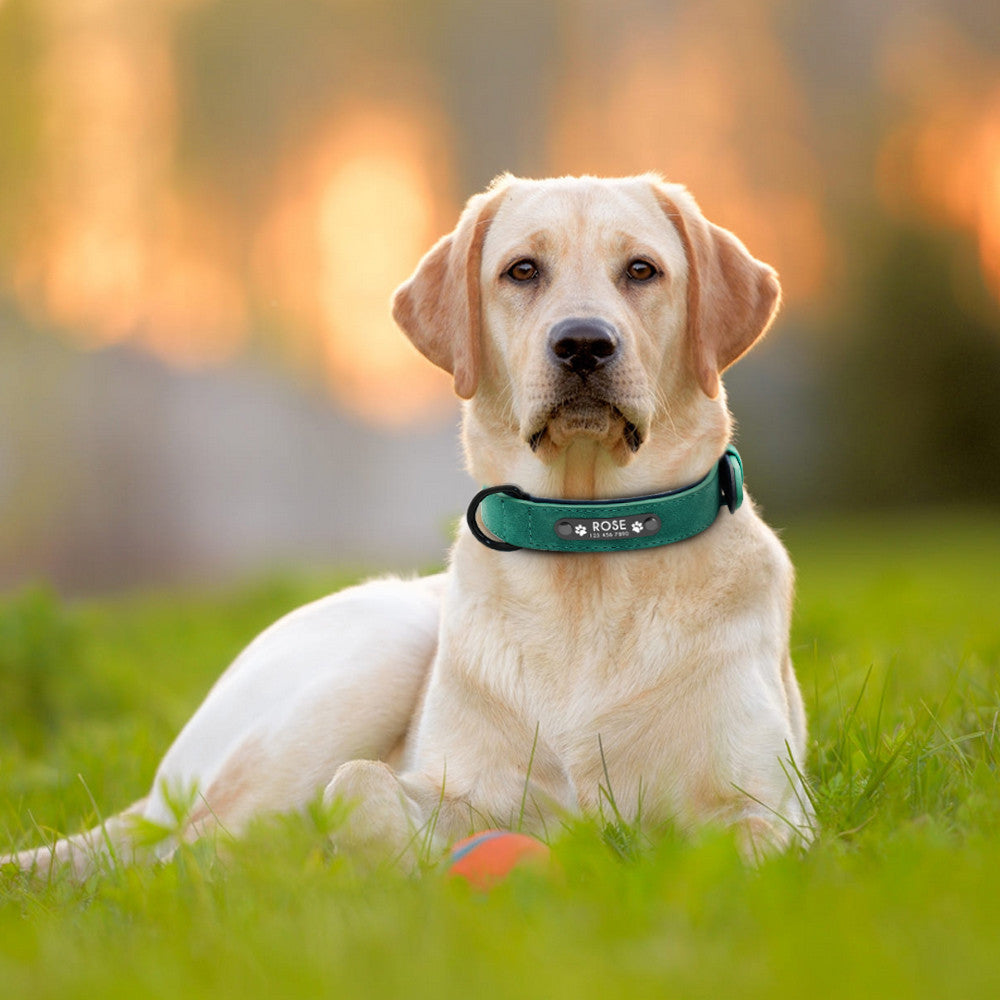 Collars, Harnesses & Leashes